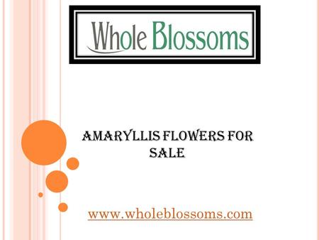 Amaryllis Flowers For Sale