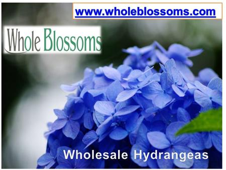 Wholesale Hydrangeas - Whole Blossoms
