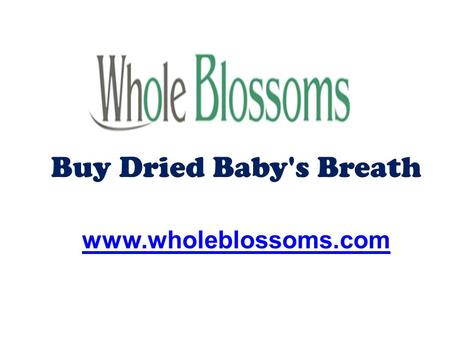 Buy Dried Baby's Breath - Wholeblossoms