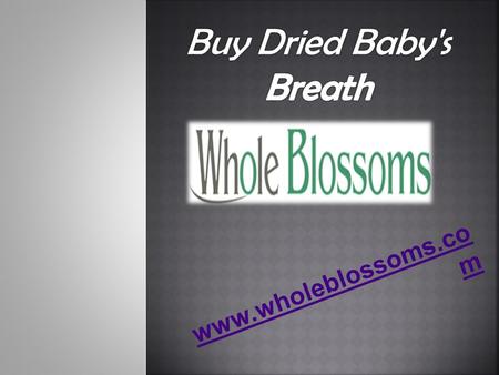 Buy Dried Baby's Breath - www.wholeblossoms.com