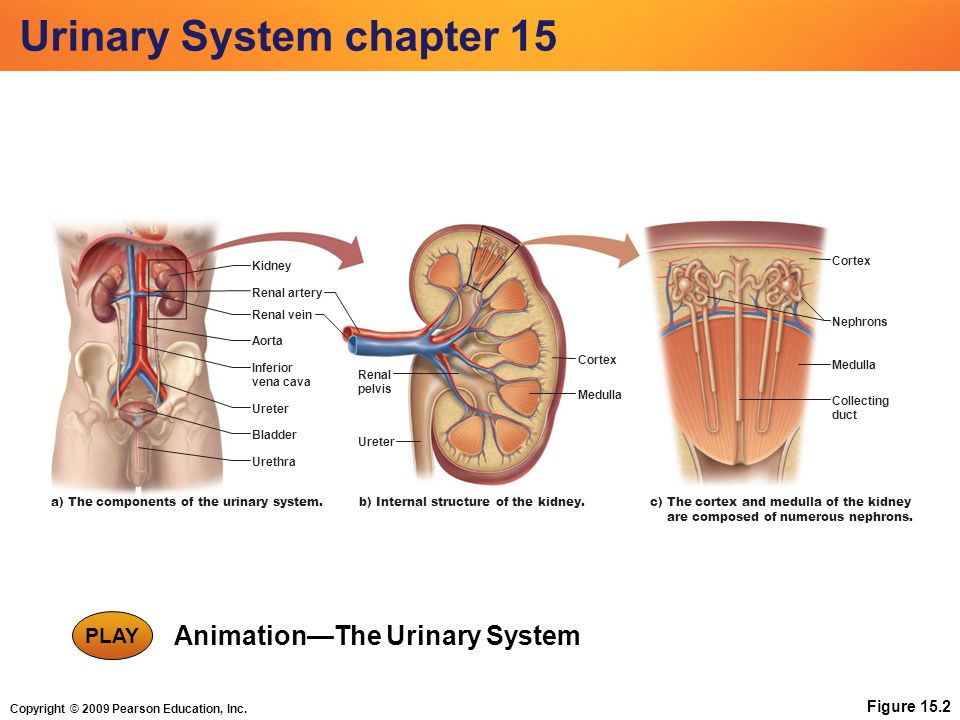 Urinary System chapter ppt video online download