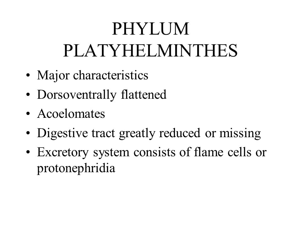 Phylum platyhelminthes ppt