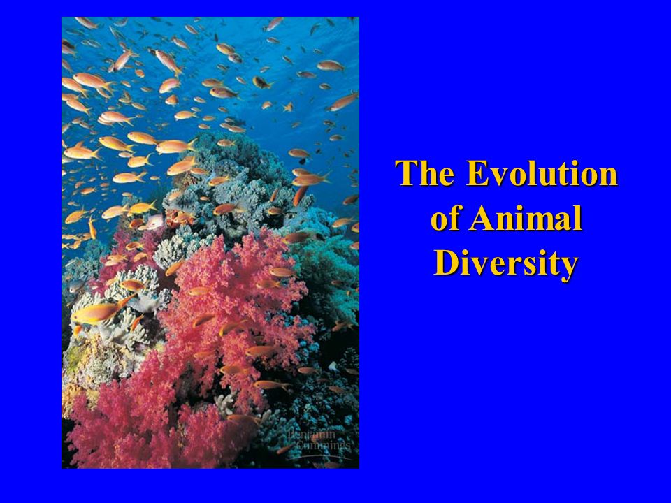 The Evolution of Animal Diversity - ppt download