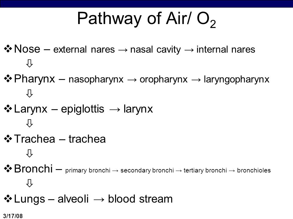 What is the common name for external nares