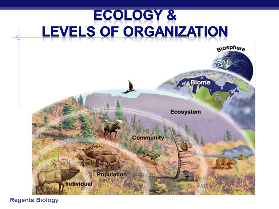 Regents Biology Ecology & Levels of Organization. - ppt download