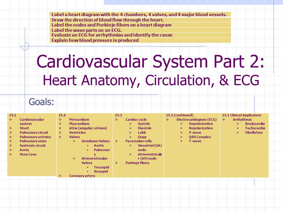 Open Circulatory Systems Definition Examples Video Lesson Transcript Study Com