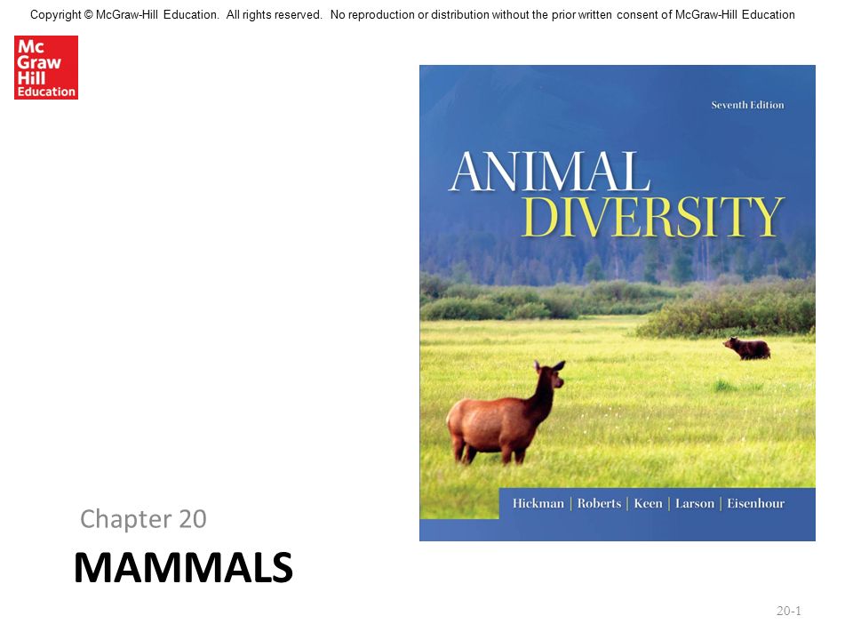 Copyright © McGraw-Hill Education. All rights reserved. No reproduction or  distribution without the prior written consent of McGraw-Hill Education  MAMMALS. - ppt download