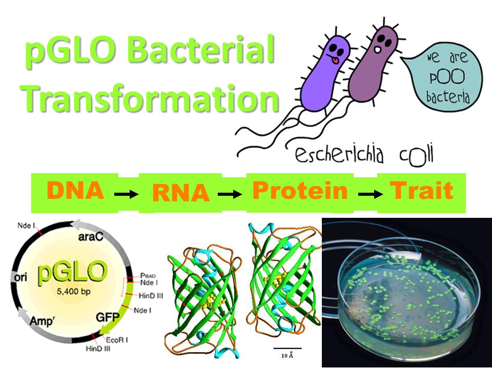 Pglo Bacterial Transformation Ppt Video Online Download