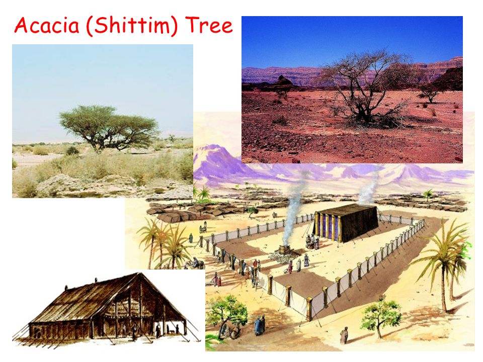 Acacia (Shittim) Tree. Gates of Hades??? Evidences Class Walking in Jesus'  Footsteps – Part 3 Agriculture and Farming. - ppt download