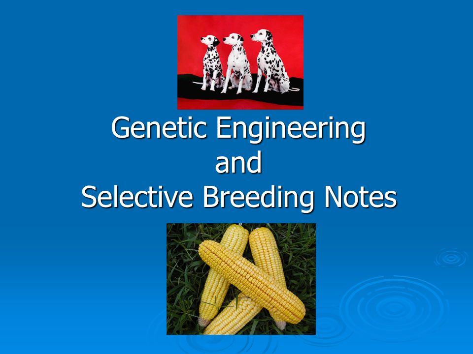 Genetic Engineering and Selective Breeding Notes - ppt video online download