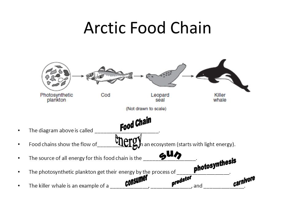 Arctic Food Chain The diagram above is called . Food chains show the flow  of______________ in an ecosystem (starts with light energy). - ppt download