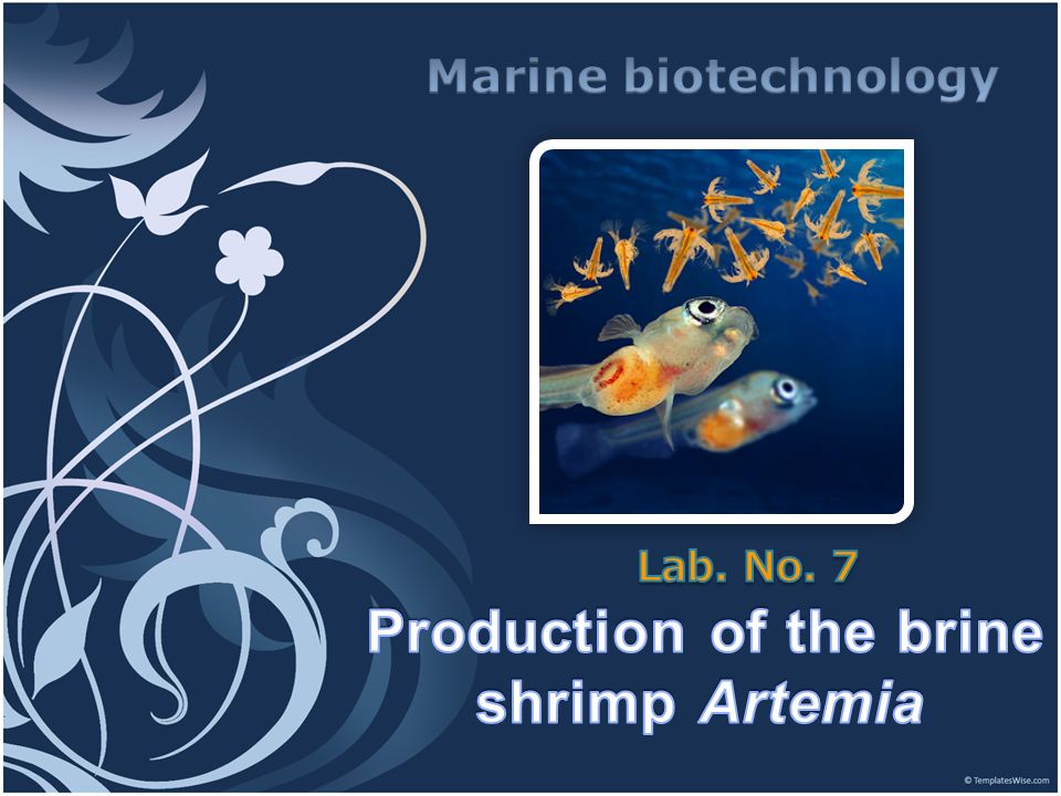Introduction to Artemia Culture