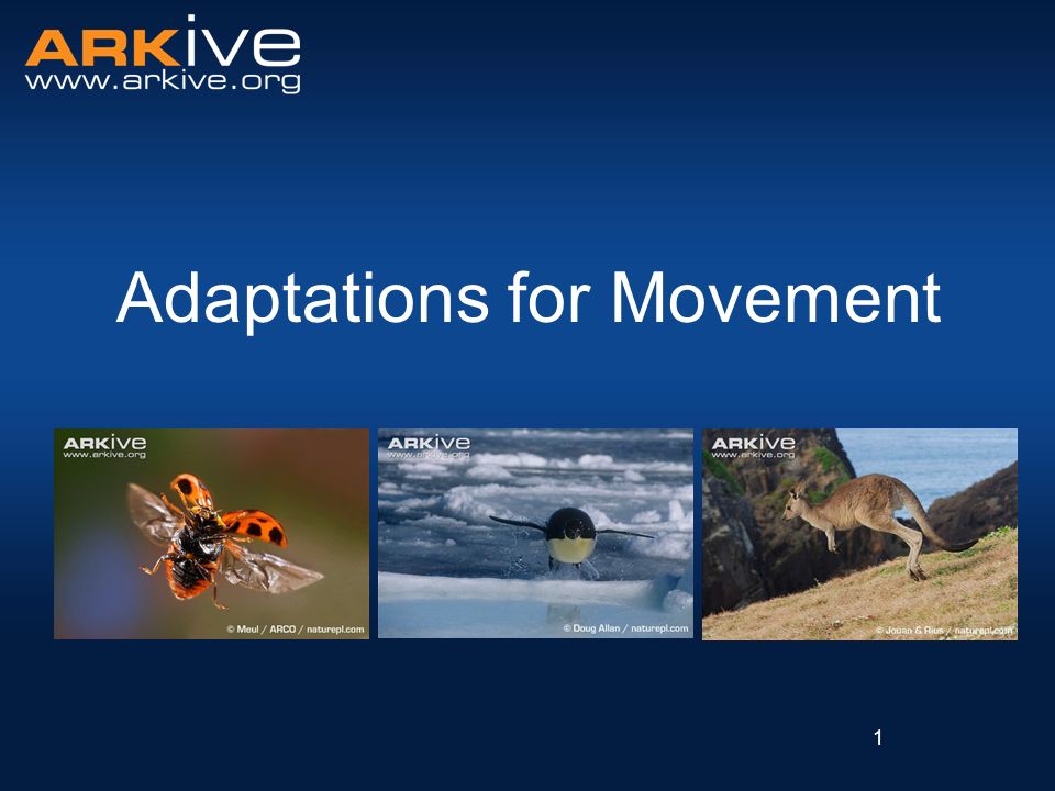Adaptations for Movement - ppt video online download