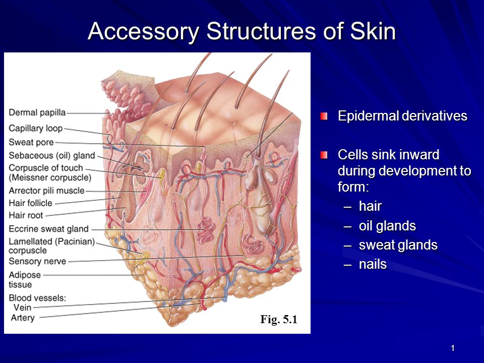 Accessory Structures Of Skin Ppt Video Online Download