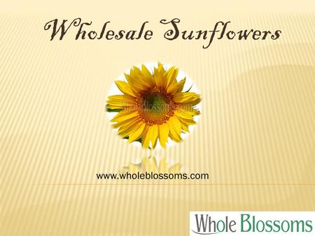 Wholesale Sunflowers