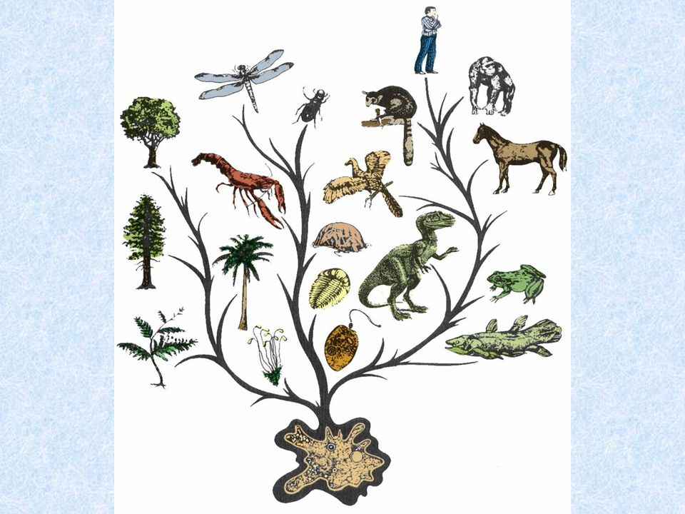 What is Evolution? Change over time - ppt download What is Evolution? Change over time - ppt download