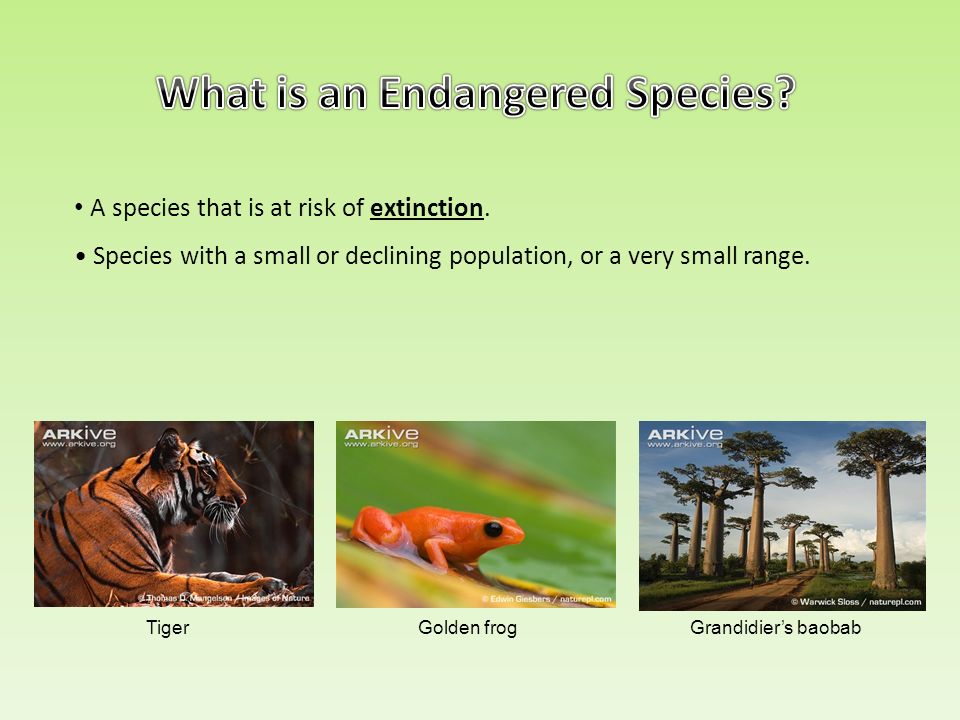 What is an Endangered Species? - ppt video online download