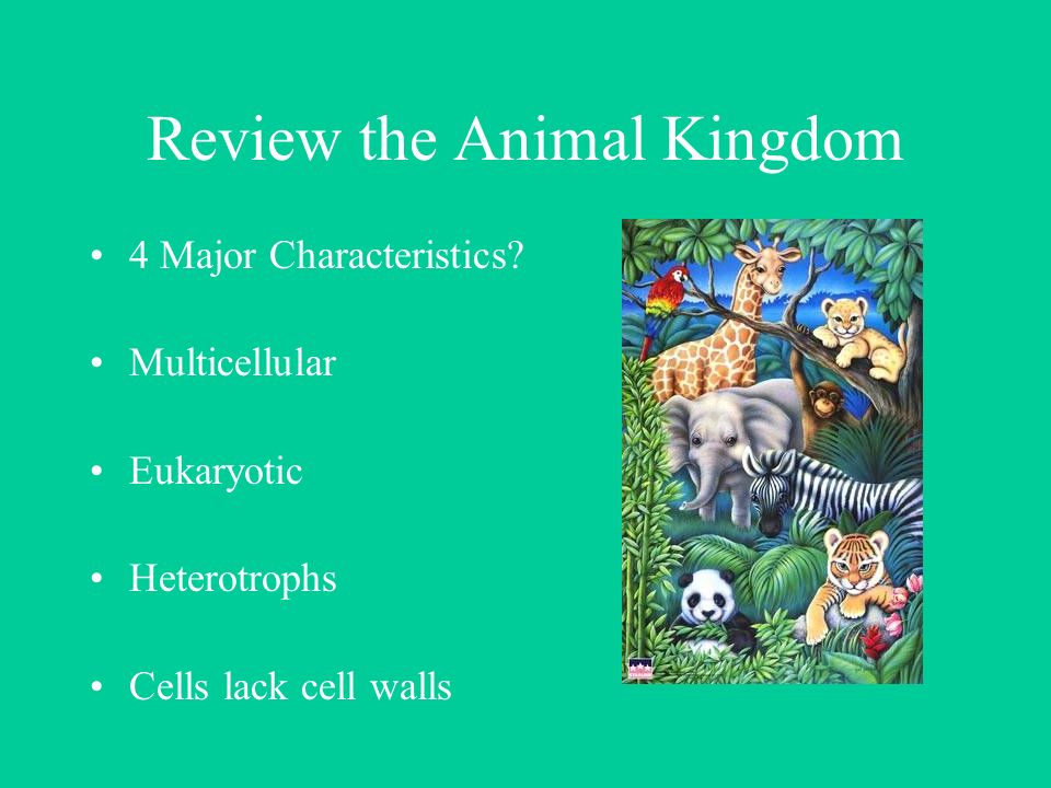 Review the Animal Kingdom 4 Major Characteristics? Multicellular Eukaryotic  Heterotrophs Cells lack cell walls. - ppt download
