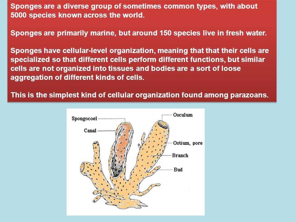 Sponges Are A Diverse Group Of Sometimes Common Types With About 5000 Species Known Across The World Sponges Are Primarily Marine But Around 150 Species Ppt Video Online Download Osculum definition, a small mouthlike aperture, as of a sponge. sponges are primarily marine