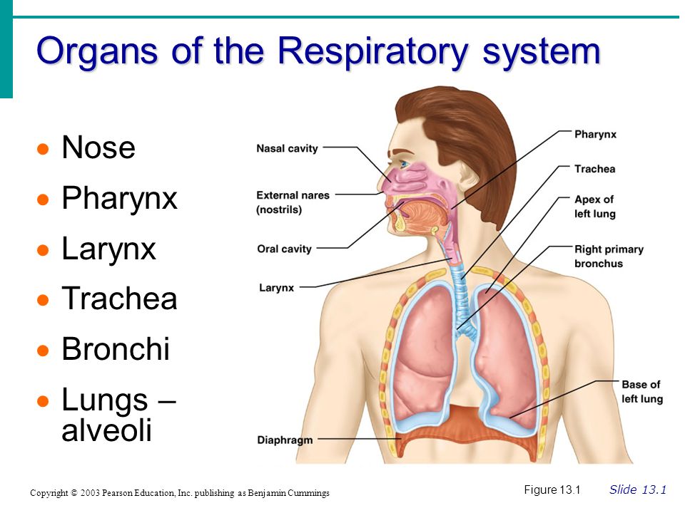Organs of the Respiratory system - ppt download