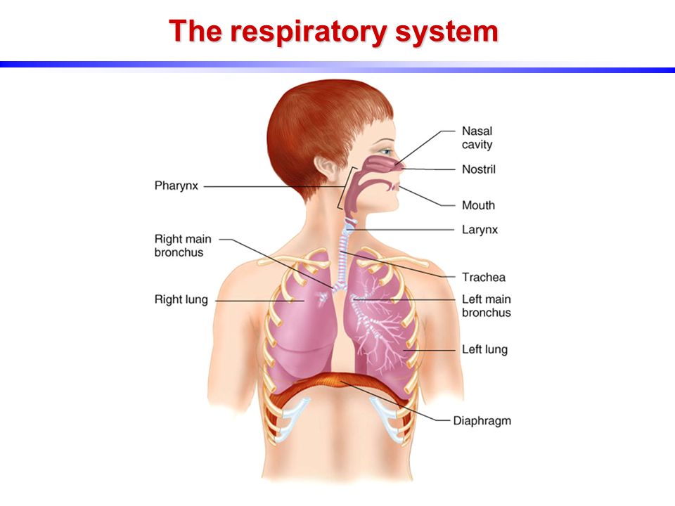 UNIT 1: The Respiratory System