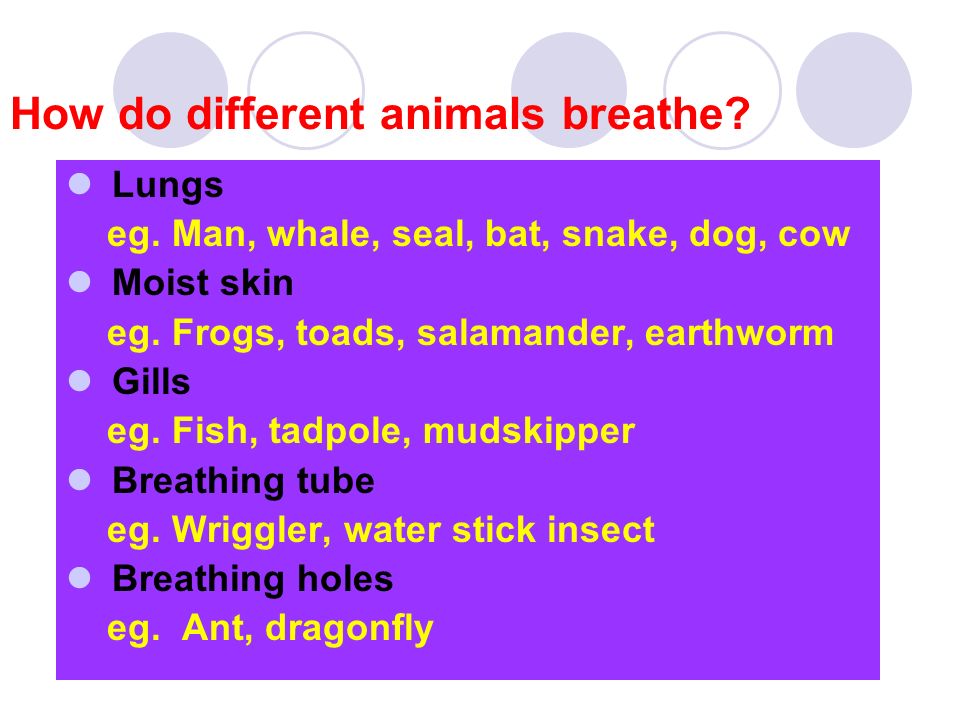 How do different animals breathe? - ppt video online download