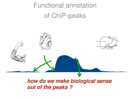 Functional annotation of ChIP-peaks