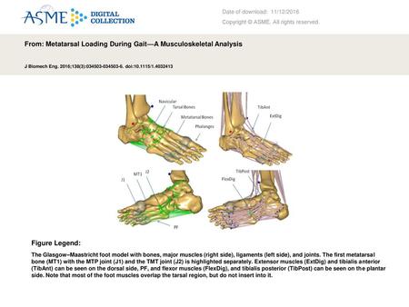 From: Metatarsal Loading During Gait—A Musculoskeletal Analysis