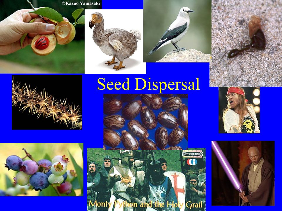 Seed Dispersal. - ppt download