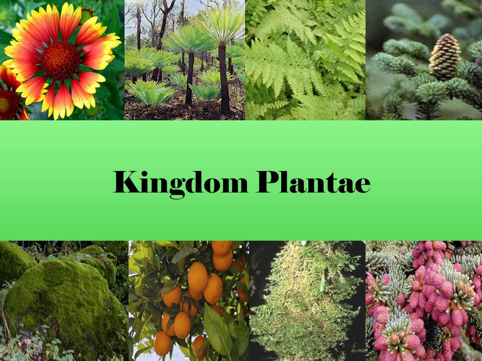 Plantae