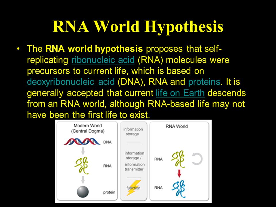 RNA World Hypothesis The RNA world hypothesis proposes that  self-replicating ribonucleic acid (RNA) molecules were precursors to  current life, which is. - ppt download