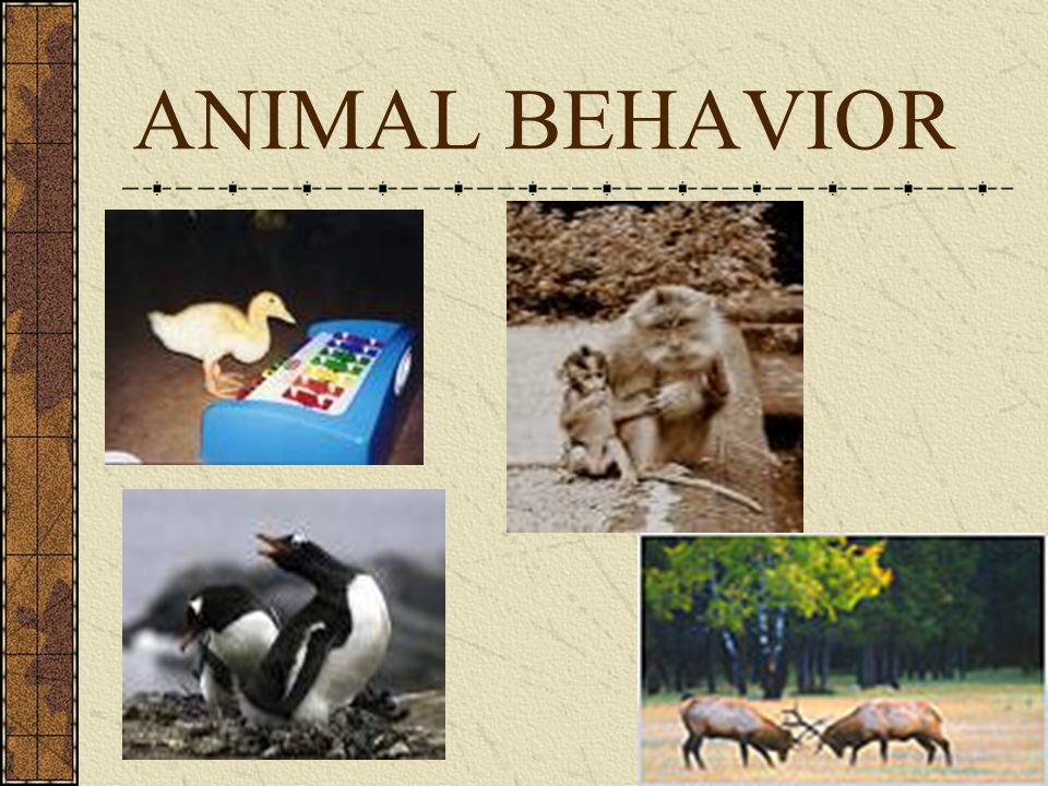 ANIMAL BEHAVIOR. - ppt video online download