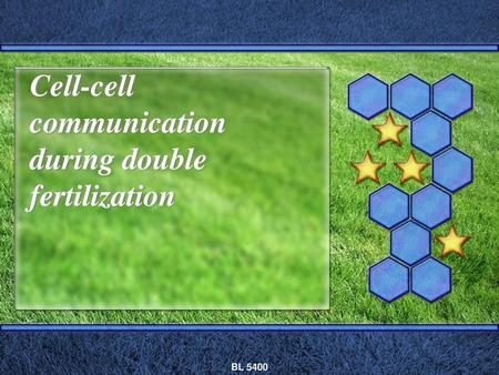 Cell-cell communication during double fertilization