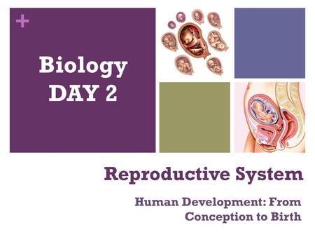 Human Development: From Conception to Birth