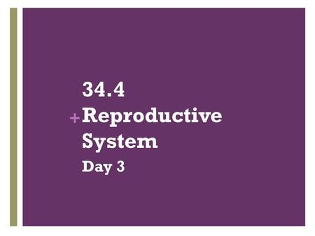 34.4 Reproductive System Day 3.