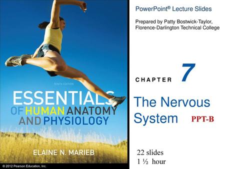 7 The Nervous System PPT-B 22 slides 1 ½ hour.
