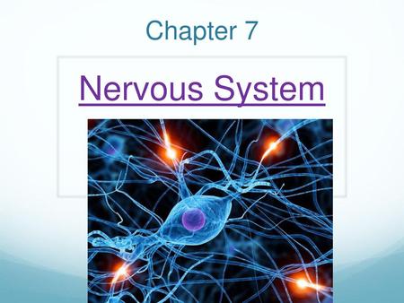 Chapter 7 Nervous System.