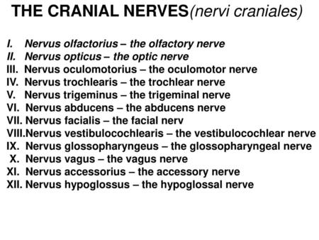 THE CRANIAL NERVES(nervi craniales)