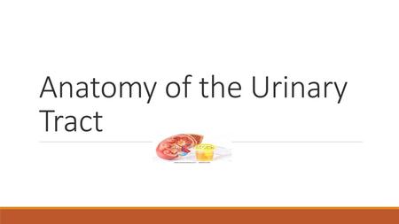 Anatomy of the Urinary Tract