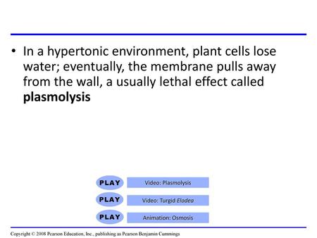 In a hypertonic environment, plant cells lose water; eventually, the membrane pulls away from the wall, a usually lethal effect called plasmolysis Video: