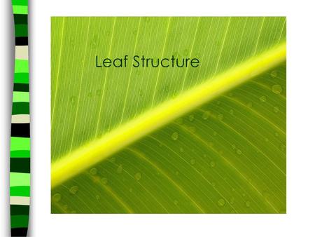 Leaf Structure.