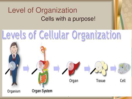 Level of Organization Cells with a purpose!.