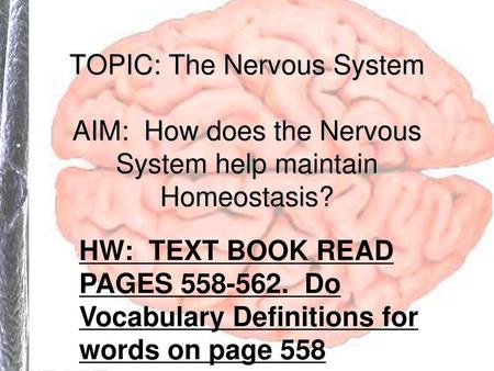 TOPIC: The Nervous System AIM: How does the Nervous System help maintain Homeostasis? HW: TEXT BOOK READ PAGES 558-562. Do Vocabulary Definitions for.