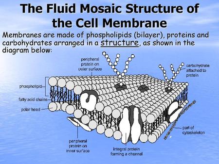 The Fluid Mosaic Structure of the Cell Membrane