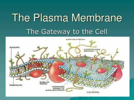 The Plasma Membrane The Gateway to the Cell.