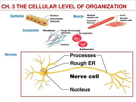 CH. 3 THE CELLULAR LEVEL OF ORGANIZATION