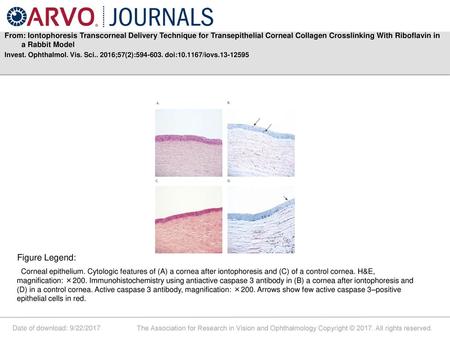 From: Iontophoresis Transcorneal Delivery Technique for Transepithelial Corneal Collagen Crosslinking With Riboflavin in a Rabbit Model Invest. Ophthalmol.