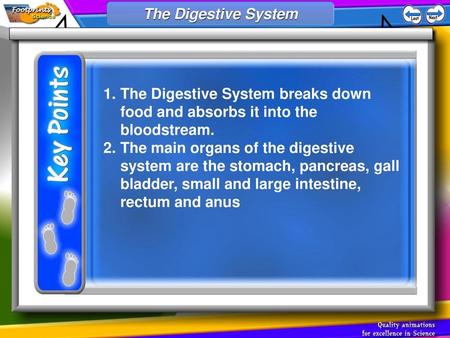 The Digestive System The Digestive System breaks down food and absorbs it into the bloodstream. The main organs of the digestive system are the stomach,