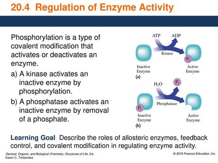 20.4 Regulation of Enzyme Activity