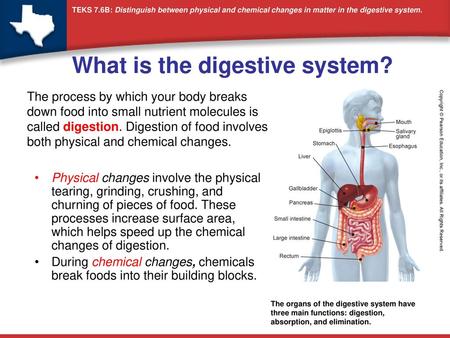 What is the digestive system?